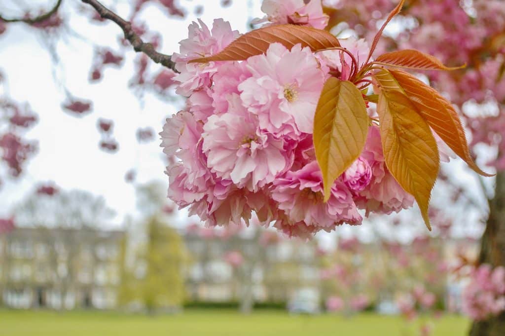 Foreground has a big cluster of cherry blossom in focus in the top right of the photo. Behind out of focus is a line of buildings with grass in front and at bottom of shot