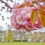 Foreground has a big cluster of cherry blossom in focus in the top right of the photo. Behind out of focus is a line of buildings with grass in front and at bottom of shot