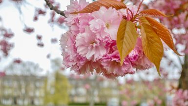 Foreground has a big cluster of cherry blossom in focus in the top right of the photo. Behind out of focus is a line of buildings with grass in front and at bottom of shot