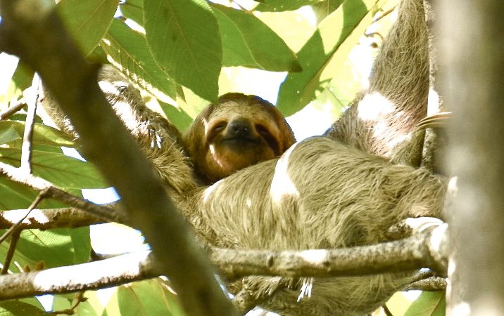 Sloth lying on his back on the branches of a tree with green leaves. Sloth is facing the camera with a white and brown face.