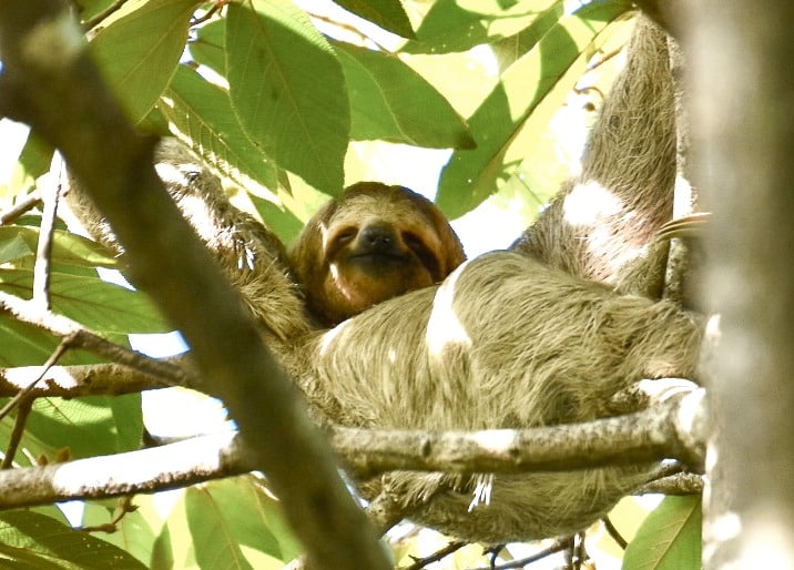 Sloth lying on his back on the branches of a tree with green leaves. Sloth is facing the camera with a white and brown face.