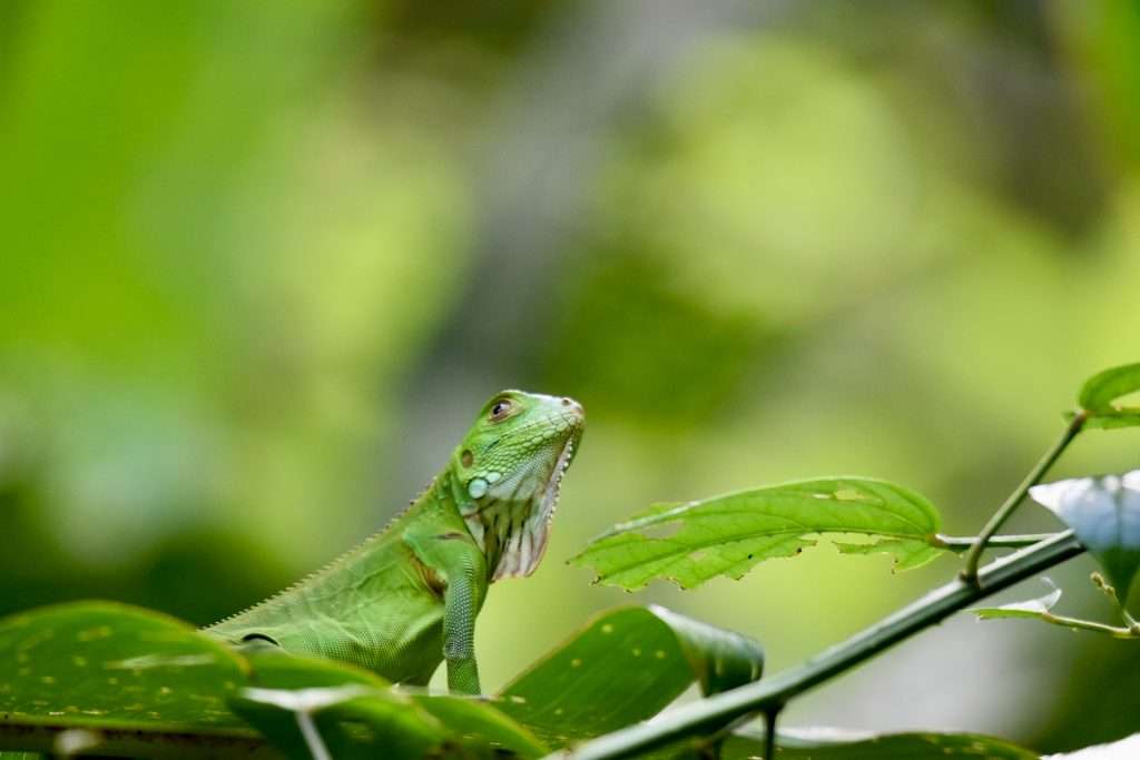 A green lizard sits on a branch across the bottom of the photo. He is looking upwards towards the camera. Blurred green background behind