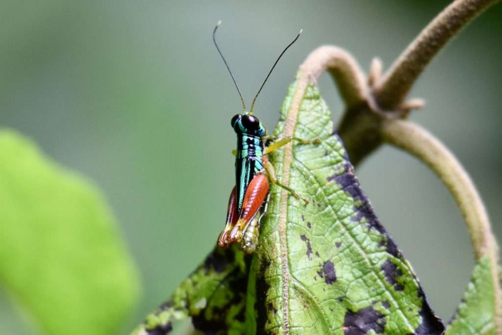 A brightly coloured cricket sits on an upturned green leaf. The cricket has red legs, and a turquoise body, and tall feelers pointing upwards