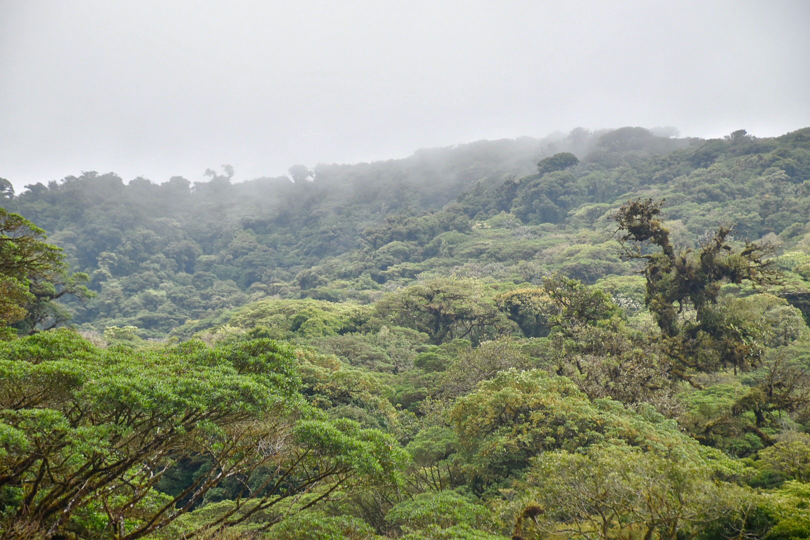 top third is pale grey mist. Bottom two thirds is a thick blanket of green tree tops