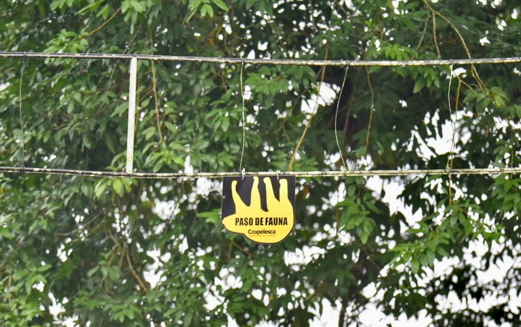 Picture of a horizontal ladder of wires in front of trees. There is a yellow sloth sign hanging from the bottom wire. These are wires to help sloths cross the road safely in Costa Rica