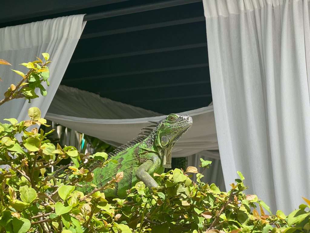A large green iguana sits on a leafy bush in the middle of the frame. Behind are white curtains on black poles suspended above a cabana space