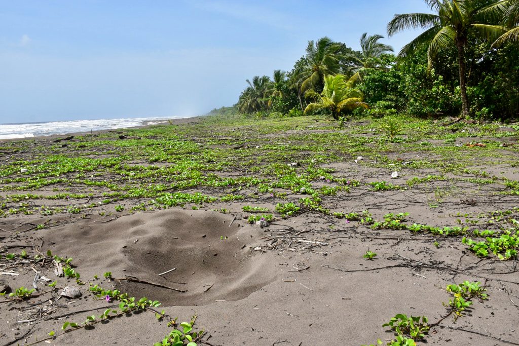 Dark sand beach, covered with green leaves and trails. In the foreground is a hole where the turtle laid its eggs and tracks in sand where it crawled back to the sea. Blue sky and tropical vegetation to the right side of beach