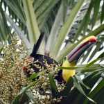 Colourful toucan with large yellow and black beak sitting in a palm tree with a red berry in its beak