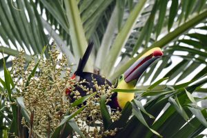 Colourful toucan with large yellow and black beak sitting in a palm tree with a red berry in its beak
