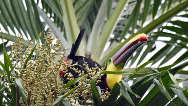 Colourful toucan with large yellow and black beak sitting in a palm tree with a red berry in its beak