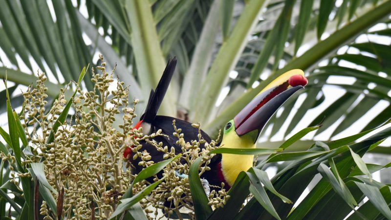 Colourful toucan with large yellow and black beak sitting in a palm tree with a red berry in its beak
