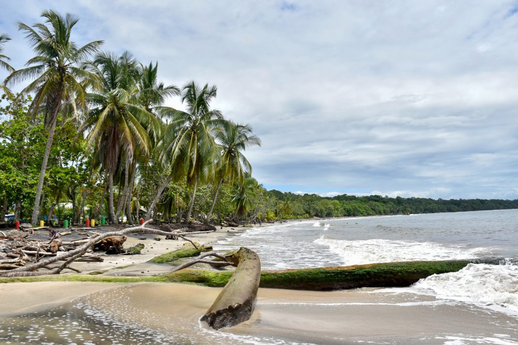 Rainforest Beach Palm Trees and Surf in Costa Rica