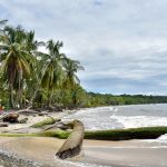 Rainforest Beach Palm Trees and Surf in Costa Rica