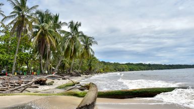 Rainforest Beach Palm Trees and Surf in Costa Rica