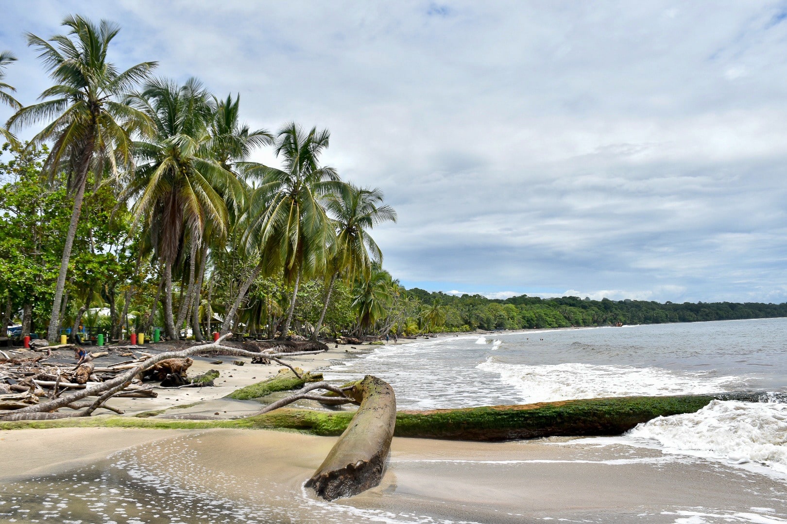 Rainforest Beach Palm Trees and Surf in Costa Rica