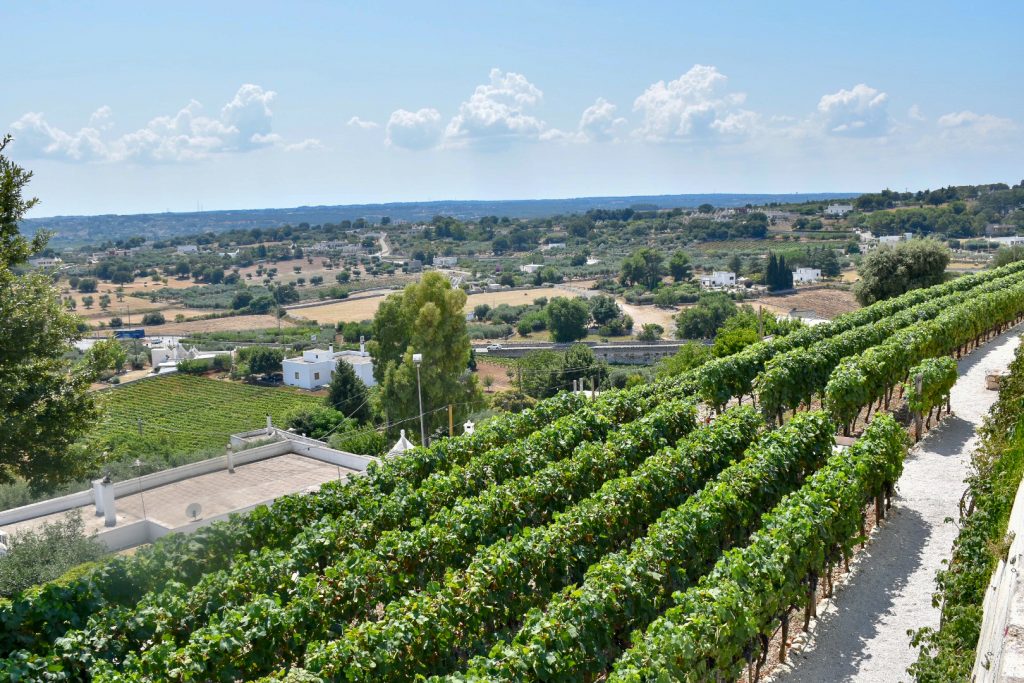 Lanscape view from an elevated position across rows of vines, and then fields with trees and small hamlets. Blue sky and cloud in background
