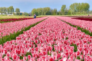 Field of pink tulips planted in straight rows which converge on the blue horizon with some trees