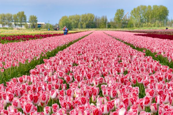 Field of pink tulips planted in straight rows which converge on the blue horizon with some trees