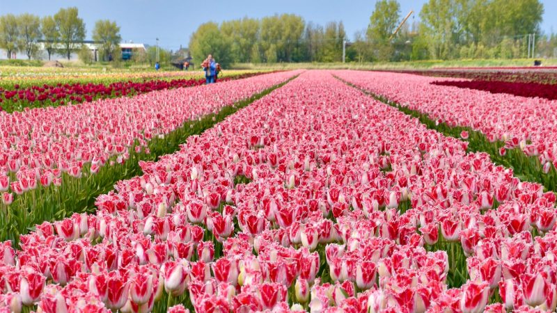 Field of pink tulips planted in straight rows which converge on the blue horizon with some trees