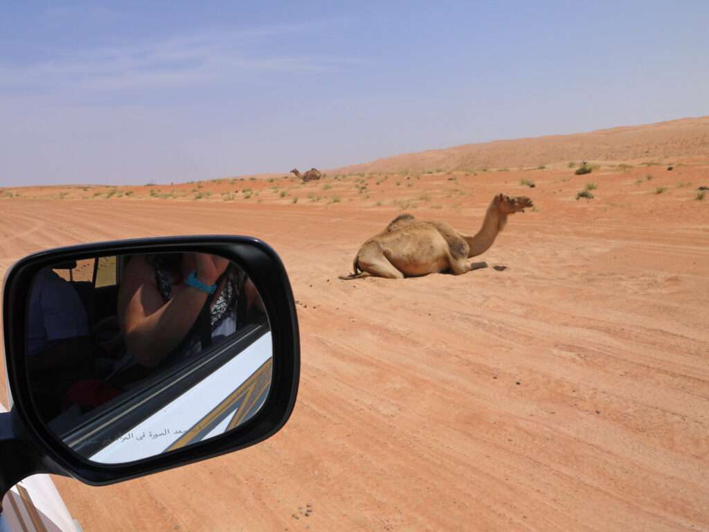 View from the car window of a camel sitting in desert