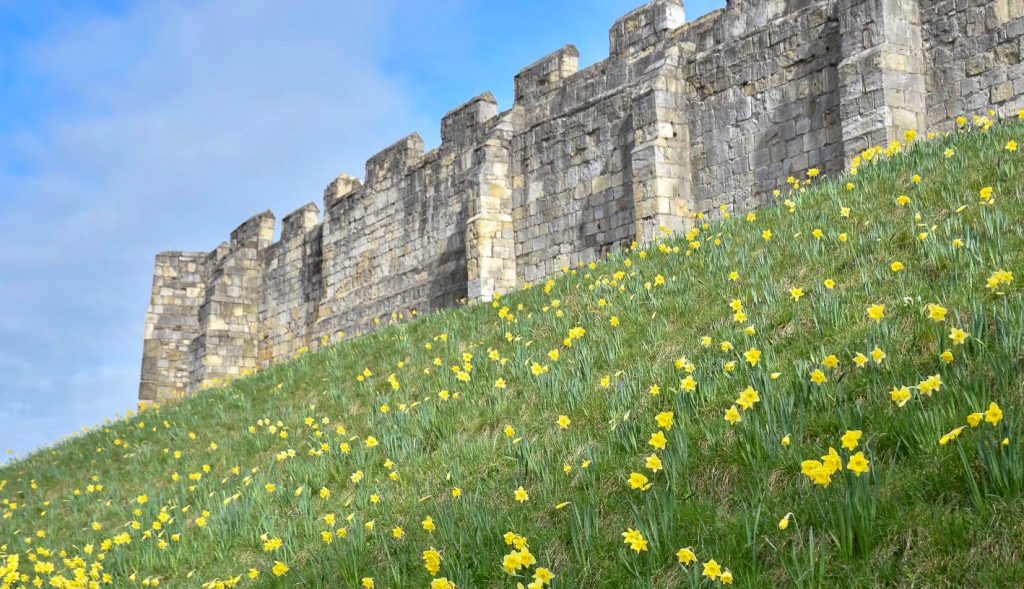 Foreground shows the grass covered banks of a moat surrounding castle walls which are visible at the top. There are daffodils on the grass verge