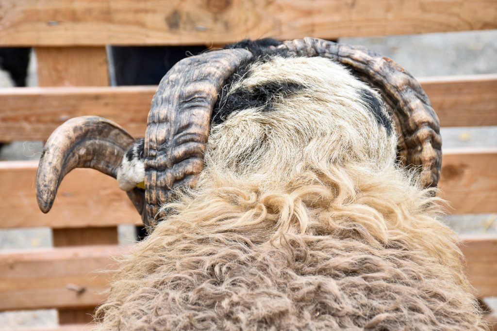 Photo of the back of a sheep's head and shoulders. Woolly fur on body and then big curved horns visible on head, with the left hand horn fully in the photo