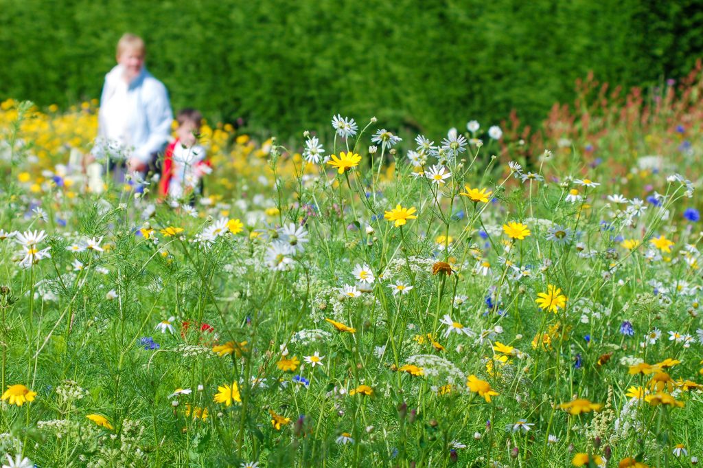 Landscape photo of meadow flours in foreground. Adult and child in the background, behind the meadow flowers and blurred