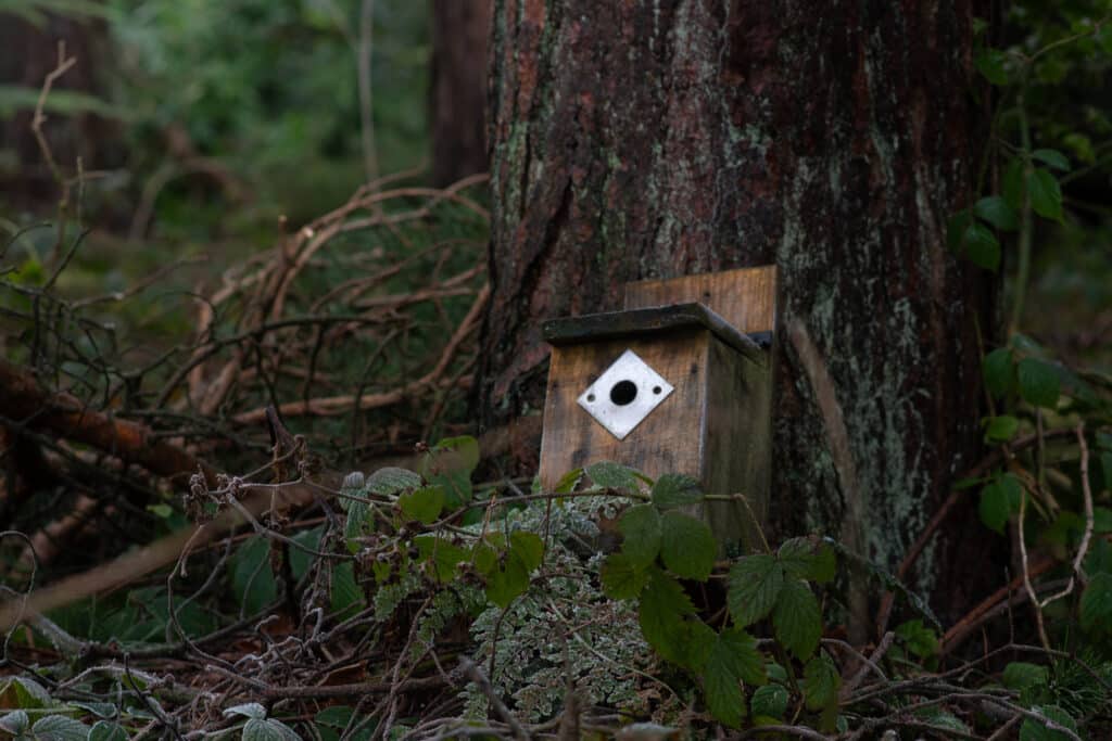 Bird house in the Pine Woods Harrogate