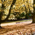 Autumnal landscape photo of a park with orange leaves on the flour. Two trees either side of the frame with a bench in the middle of the photo