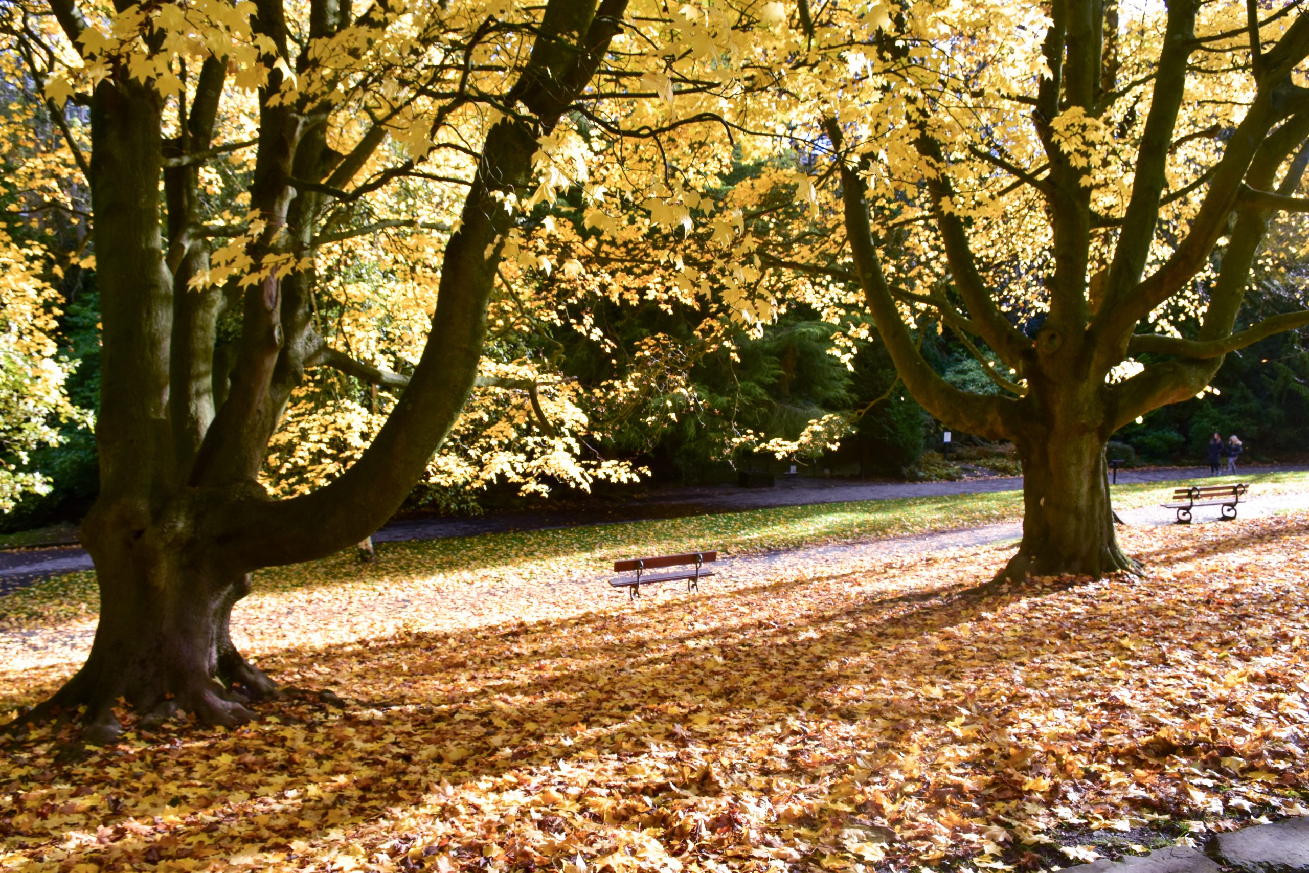 Autumnal landscape photo of a park with orange leaves on the flour. Two trees either side of the frame with a bench in the middle of the photo