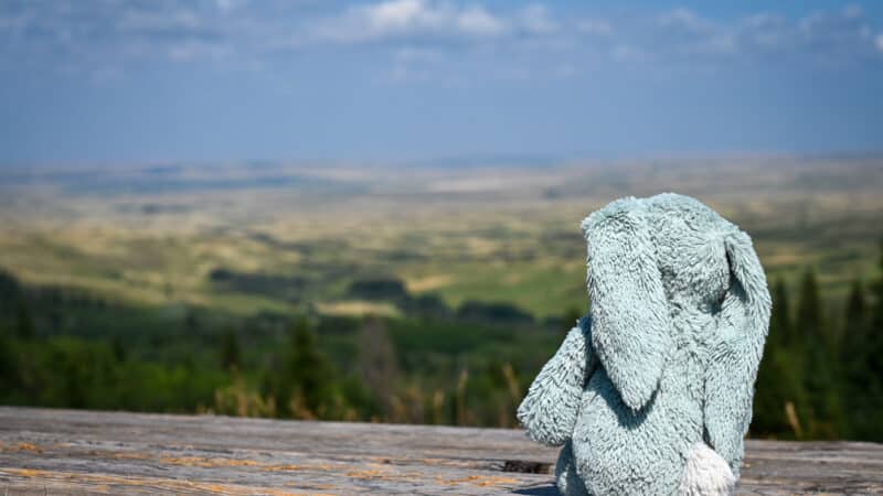 Bunny overlooking Cypress Hills Interprovincial Park viewpoint