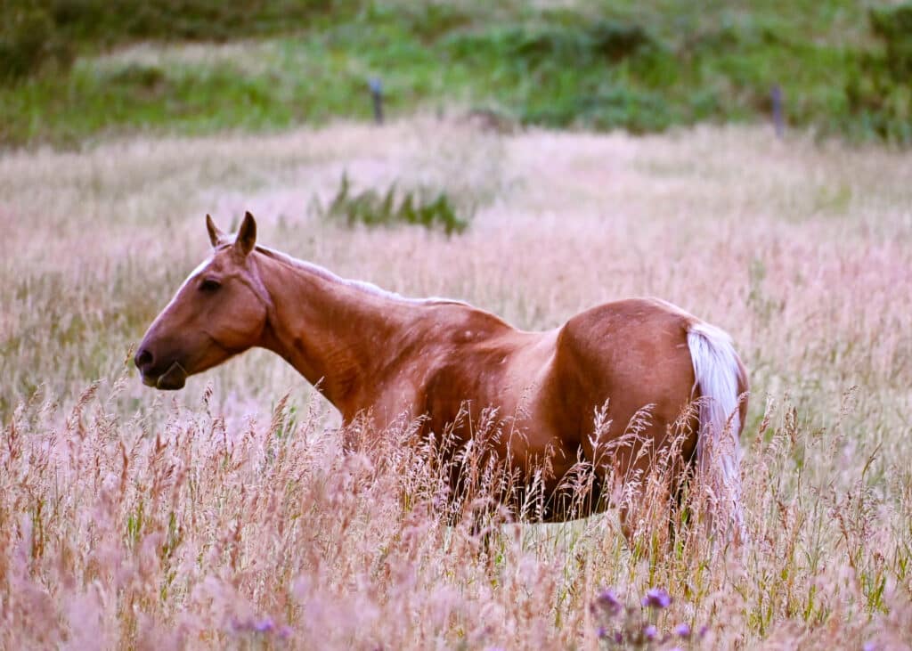 Horses at the Historic Reesor Ranch