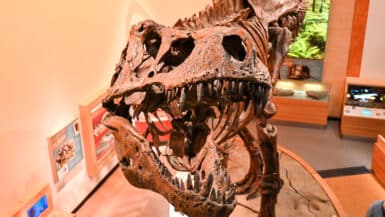 Skull and upper skeleton of Scotty, the world's largest Tyrannosaurus rex, viewed from the balcony above at the Royal Saskatchewan Museum in Regina.