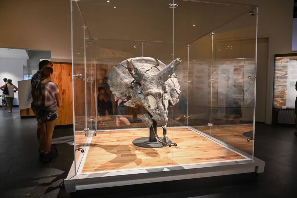 Large fossilized Triceratops skull displayed in a glass case on a wooden platform inside the Royal Tyrrell Museum, with visitors viewing the exhibit in the background.