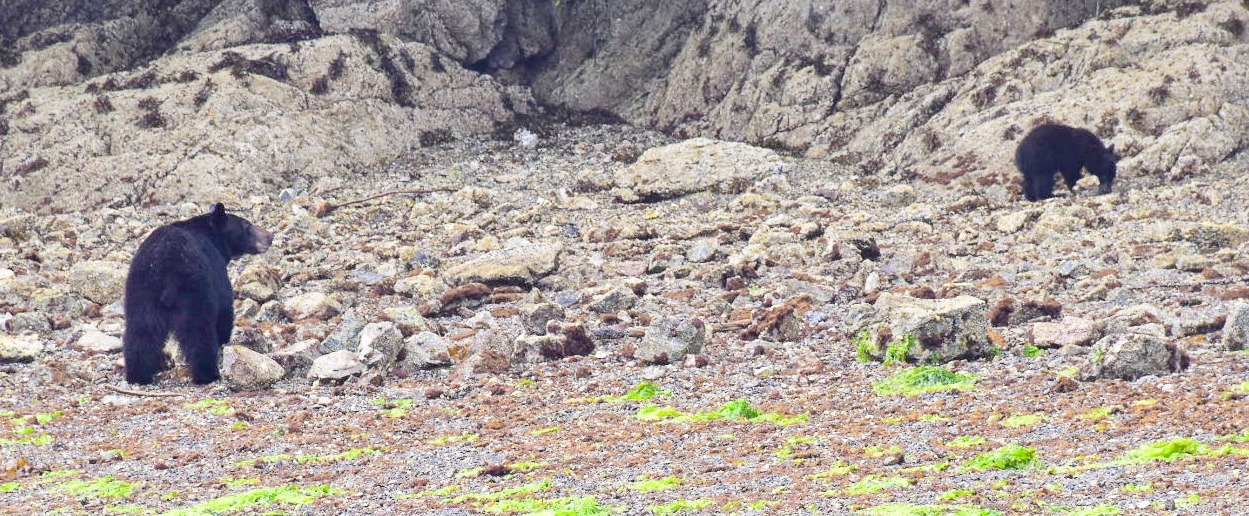 Rocky foreshore with some green moss on the rocks at the front. Adult black bear to the left, with his back to the camera but it is looking to its right, where in its sights is a baby bear who is sniffing in the rocks