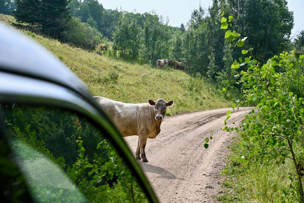 Rural scene of a dirt road curving from bottom left to middle right of frame. You can see the edge of a car roof in bottom left. The car has stopped as there is a beige cow in the middle of the road who has stopped and is looking curiously at the car. Green trees to the right and in the distance, with more cows on the hill on the horizon