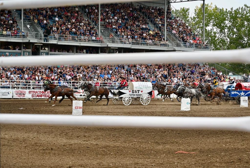 Photo taken through white railings into an area with audience in seating on the far side of the arena. Running across the middle of the shot, in-between two white railings are 3 chuckwagons pulled by horses which are racing each other. The front chuck wagon is white with drivers wearing red.