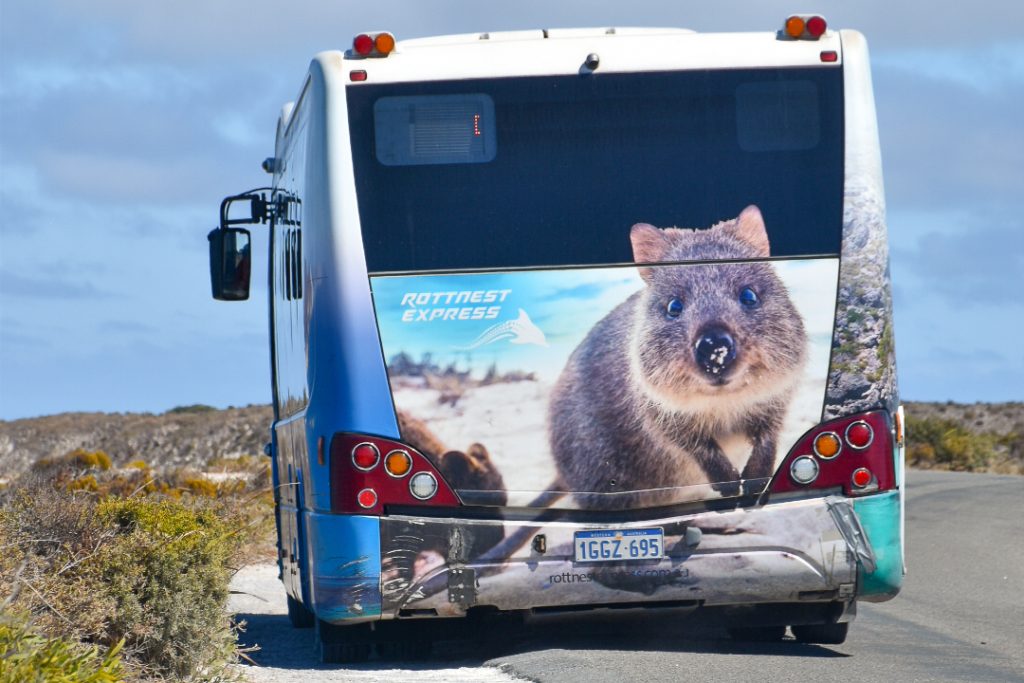 The back of a bus featuring a large photograph of a Quokka looking at the camera. The back of the bus says Rottnest Express. Bus is parked on a road with shrubs to the left and blue-grey sky above
