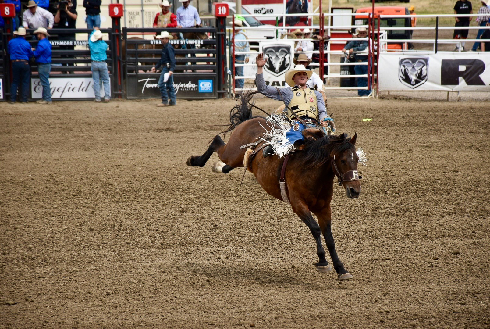 Rodeo - horse trying to buck a rider off its back in the arena