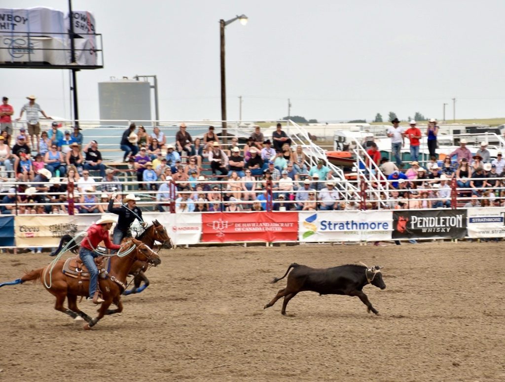 Image taken at a rodeo looking across the arena with seating area beyond. Audience members look on as a steer runs into the arena, followed by two cowboys on horseback with rope lassos