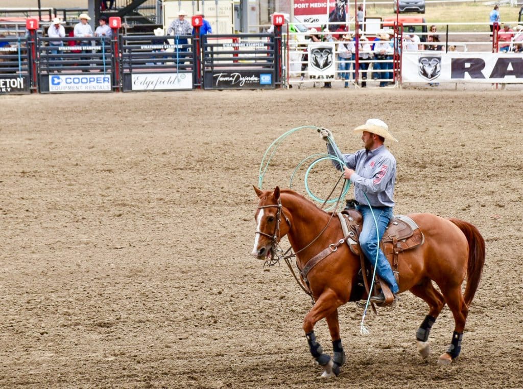 Image taken at rodeo of a cowboy arena on beautiful rust coloured horse with white stripe on its nose. The cowboy is wearing jeans, grey shirt and white cowboy hat, holding a mint green rope as a lasso.