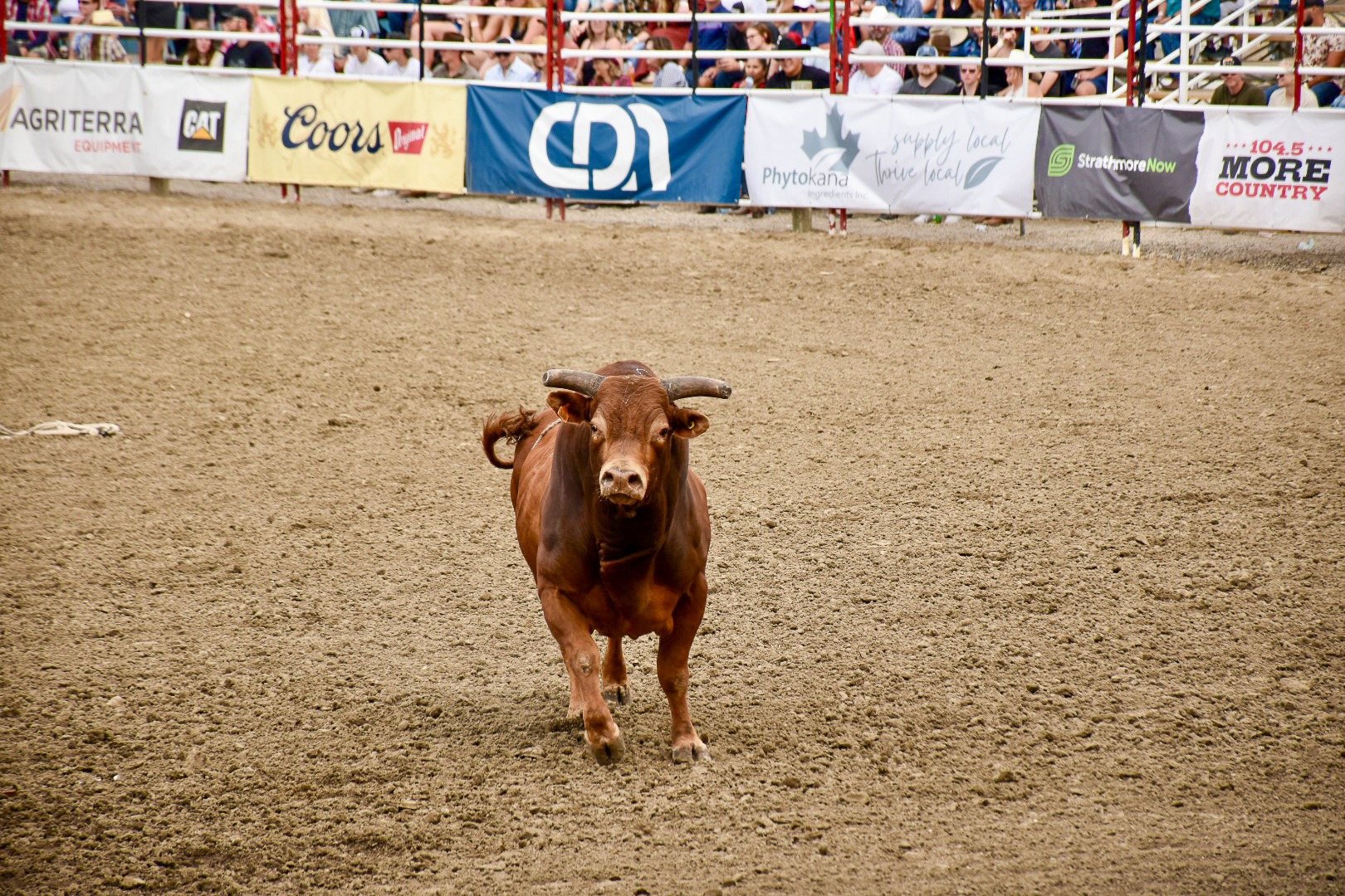 Huge bull running towards the camera in middle of rodeo arena