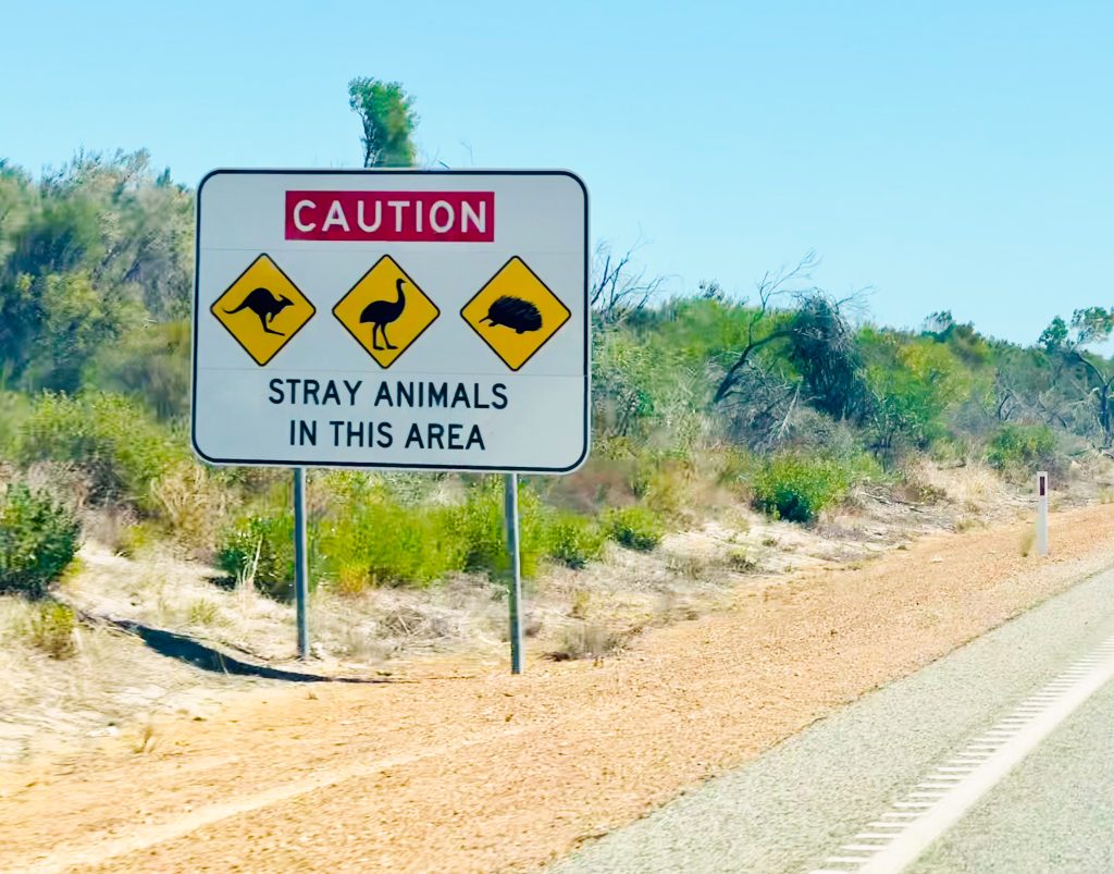 White sign post by the left side of a dusty road with shrubs to the left and a pale blue cloudless sky. The white sign says Caution (white text on red rectangle), Stray Animals In This area (black text on white), Three yellow diamond shapes each with a black diagram of an animal - kangaroo, emu and echinida