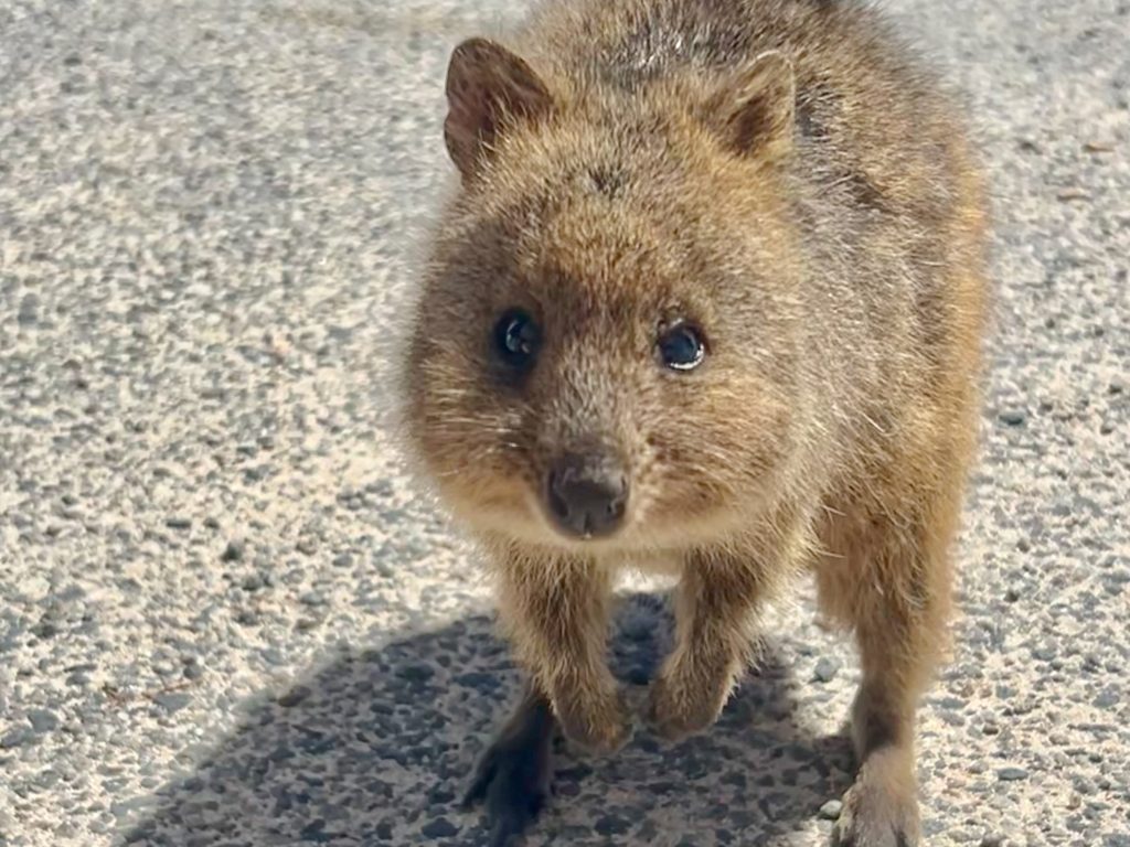 Cute Quokka marsupial sitting on hind legs sand looking directly at camera. Pavement behind