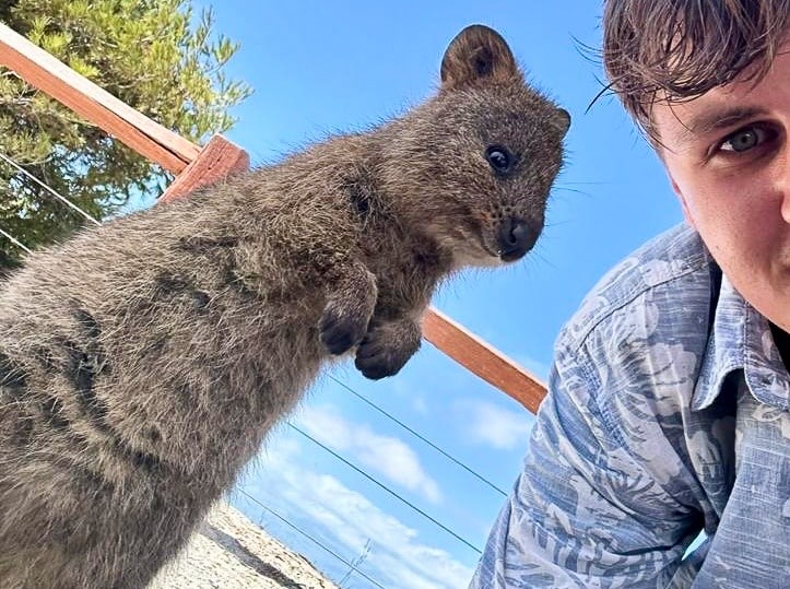 Photo of a quokka standing on its hind legs looking alert from the left to the middle of the photo. Half of a male face in blue shirt can be seen to the right hand side. It is a selfie photo of the author and the Quokka