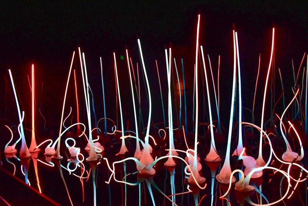 Black background. Unusual glass sculptures like reeds sit on a glass floor casting downwards reflections. The glass reeds are pink, pale blue and dark blue.