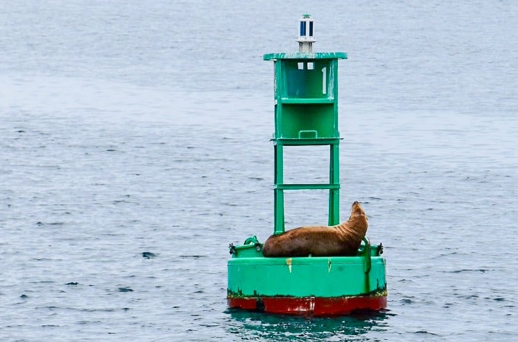 Sea lion lounges on a green buoy floating in water. The sea lion is brown and is looking up towards the top of the buoy