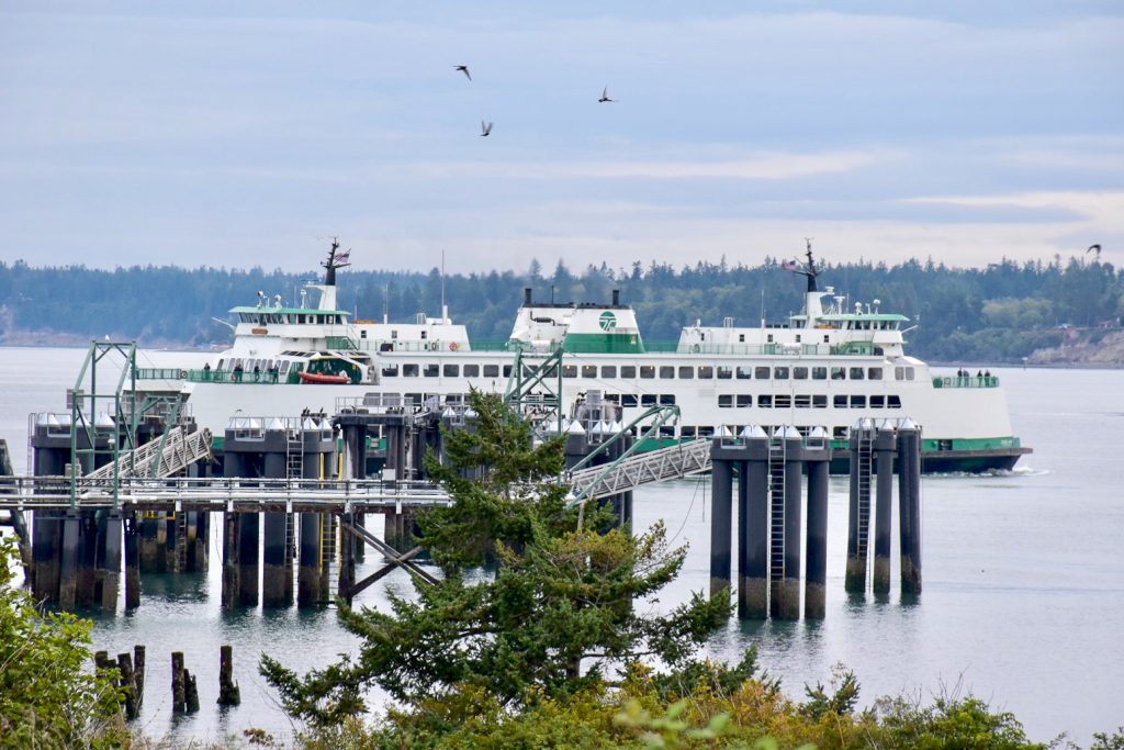 Tops of evergreen trees in foreground, pale grey cloudy sky above,. Middle of frame shows a white and green ferry coming into harbour
