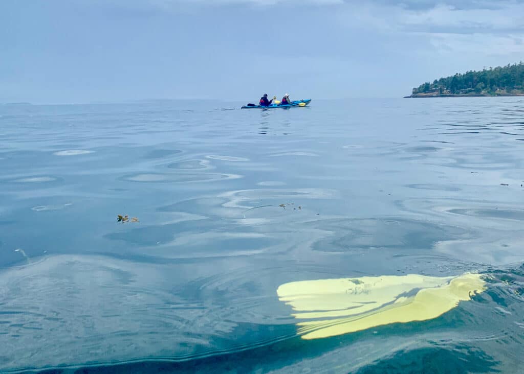 Sea Kayak, San Juan Islands, USA, watersports experience