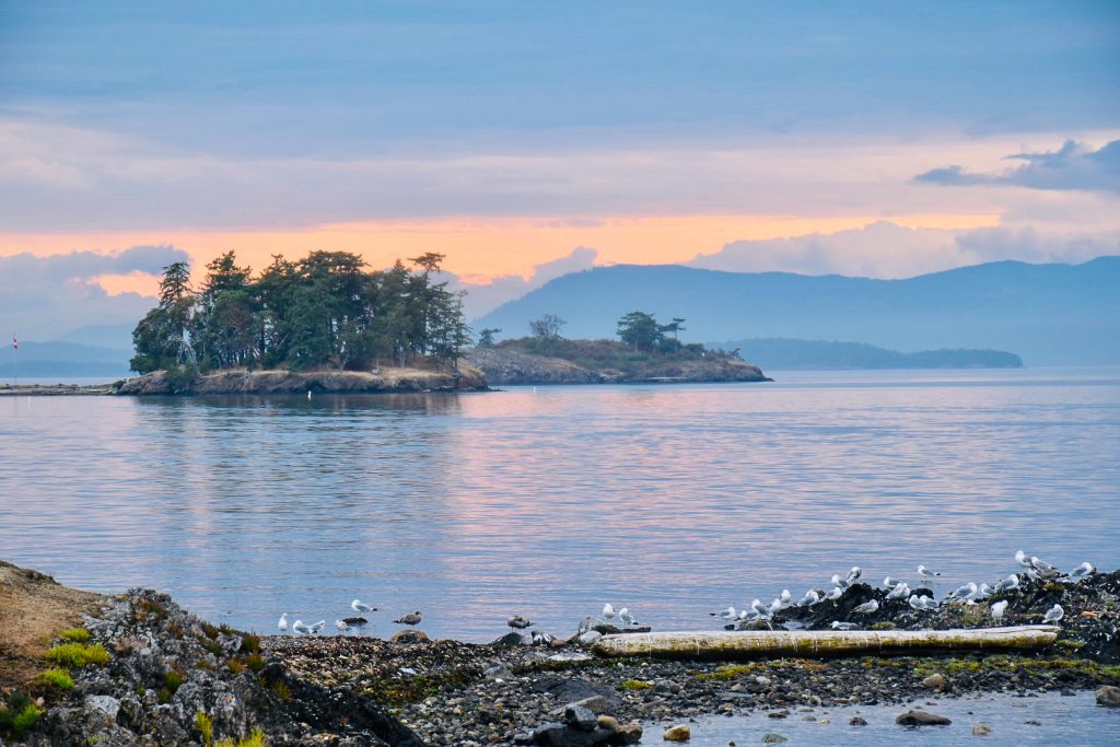 Sunset view with pebble shoreline at the bottom covered in small white and grey birds, still waters and on the horizon a small island with clump of green trees. Orange, purple and grey skies behind